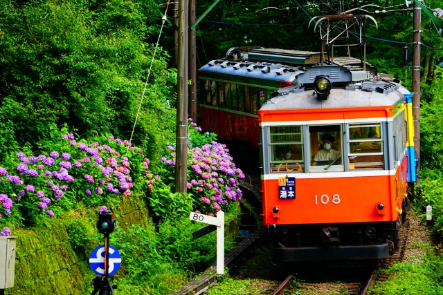 箱根登山鉄道と紫陽花の写真